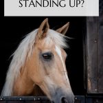 Horses Sleep Standing up Pin