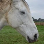 Tired horse with eyes closed