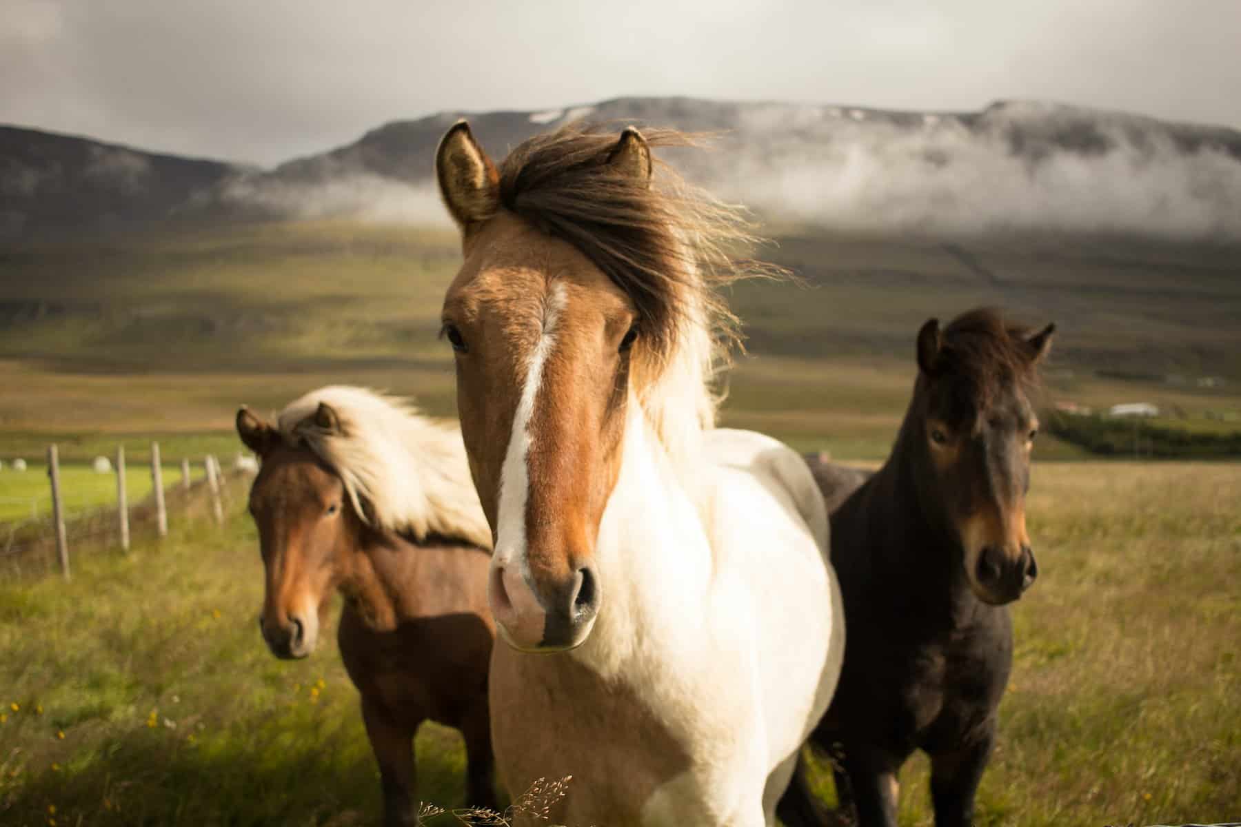 fun facts about horses
