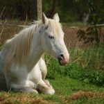 horse sleeping laying down