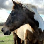 worried horse