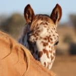 Appaloosa Foal