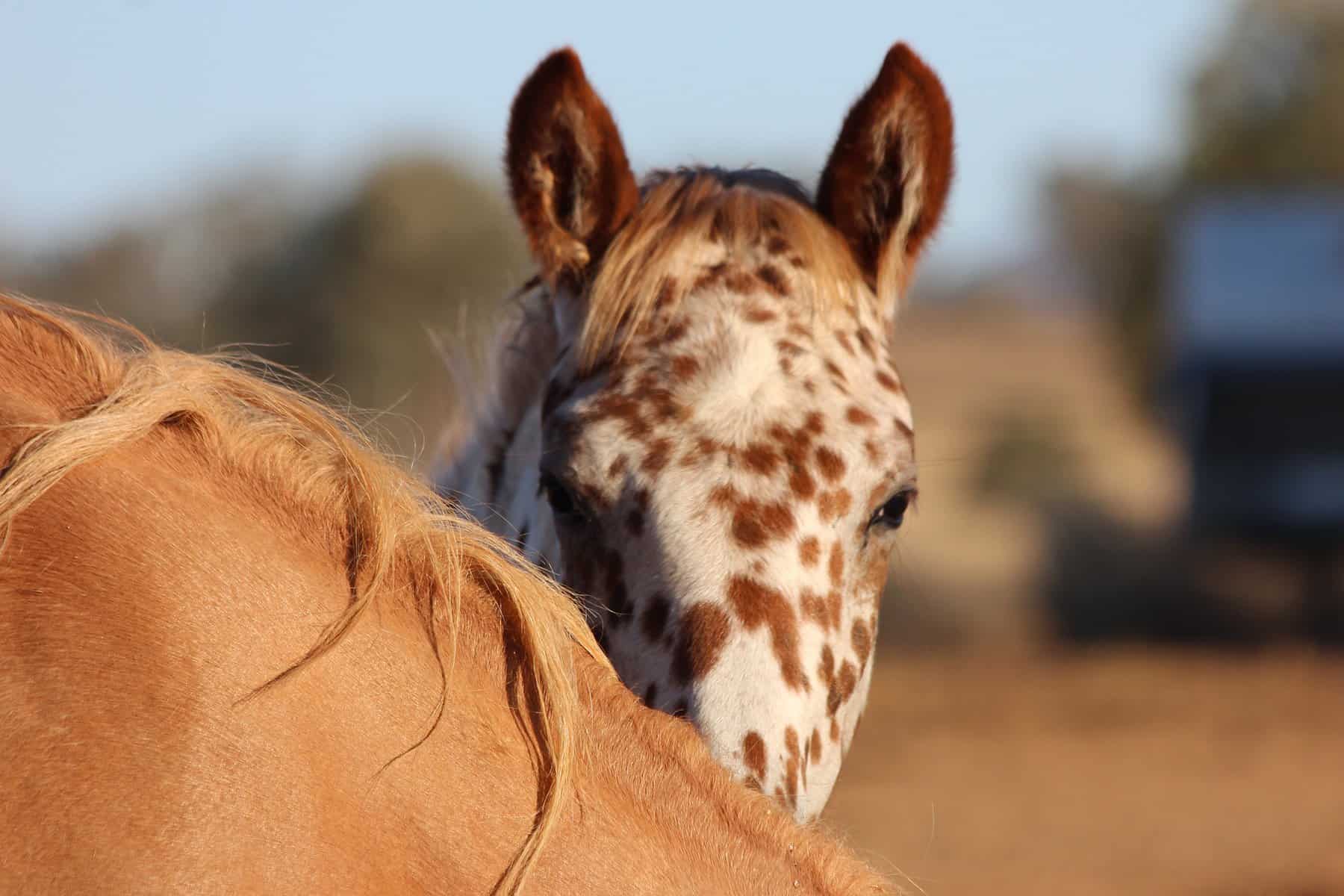 Appaloosa Foal