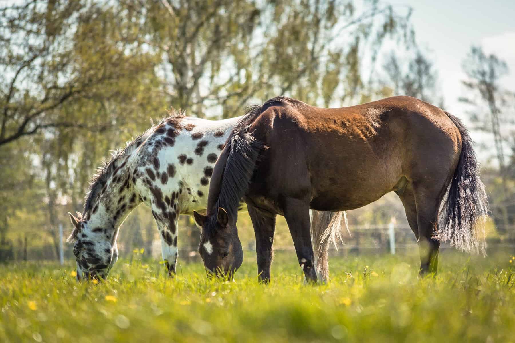 Appaloosa Health