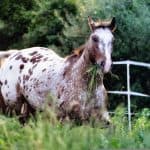 Appaloosa Horse Diet