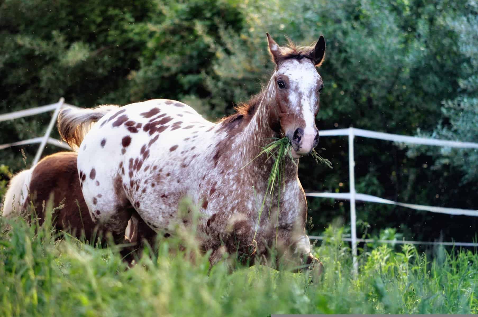 Appaloosa Horse Diet