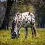 Appaloosa Horses