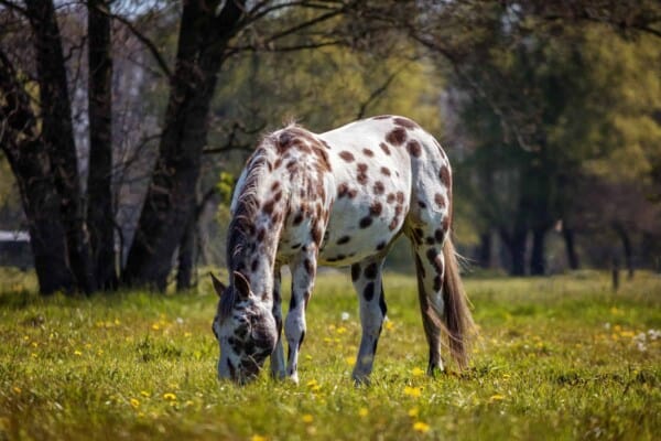 Appaloosa Horses