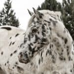 Appaloosa Horses Cost