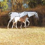 Appaloosa Patterns