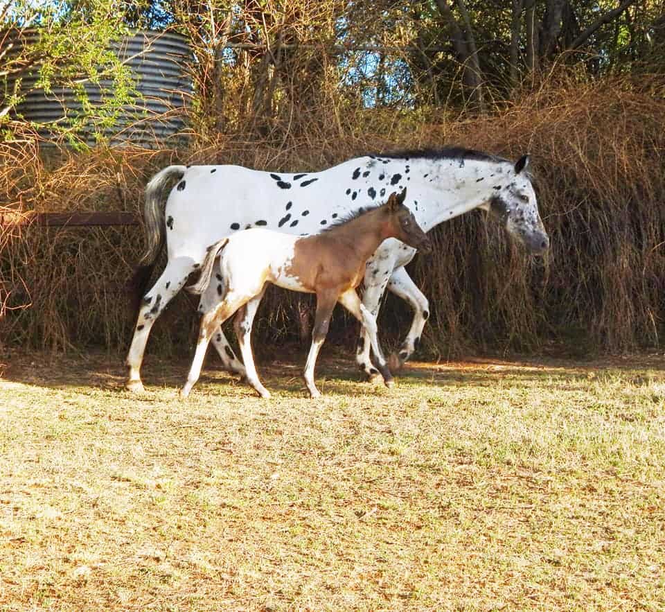 Appaloosa Patterns