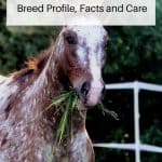 Appaloosa horses pin