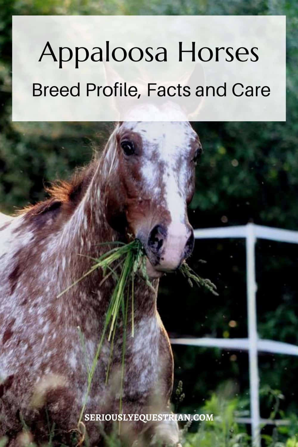 Appaloosa horses pin