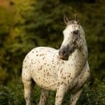 Appaloosa leopard horse