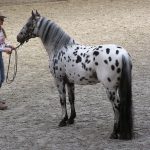Appaloosa stallion