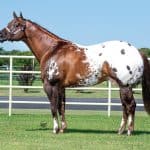 Intuit Appaloosa Stallion