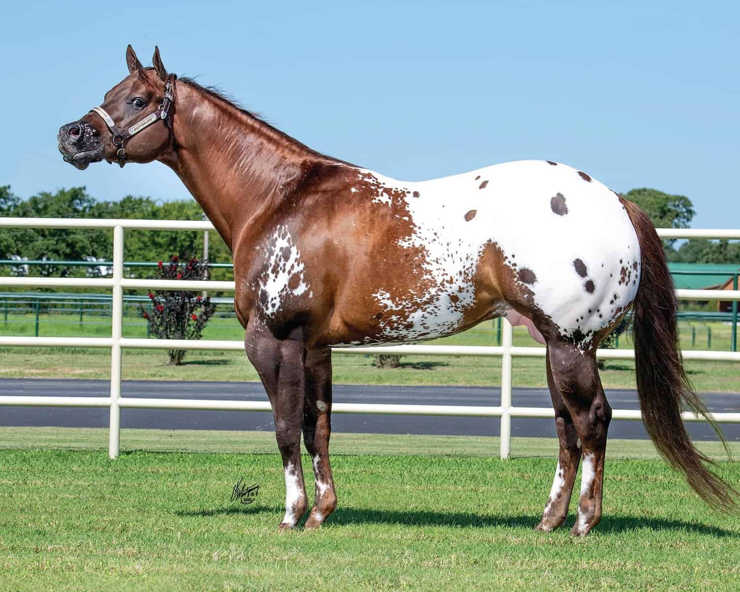 Intuit Appaloosa Stallion