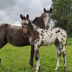 Little Oaks Appaloosa