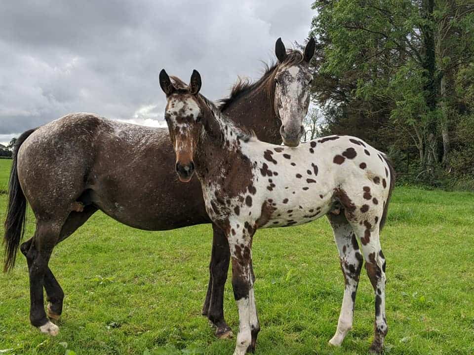 Little Oaks Appaloosa