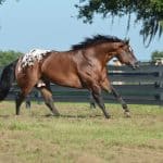 Secret Heir Appaloosa stallion