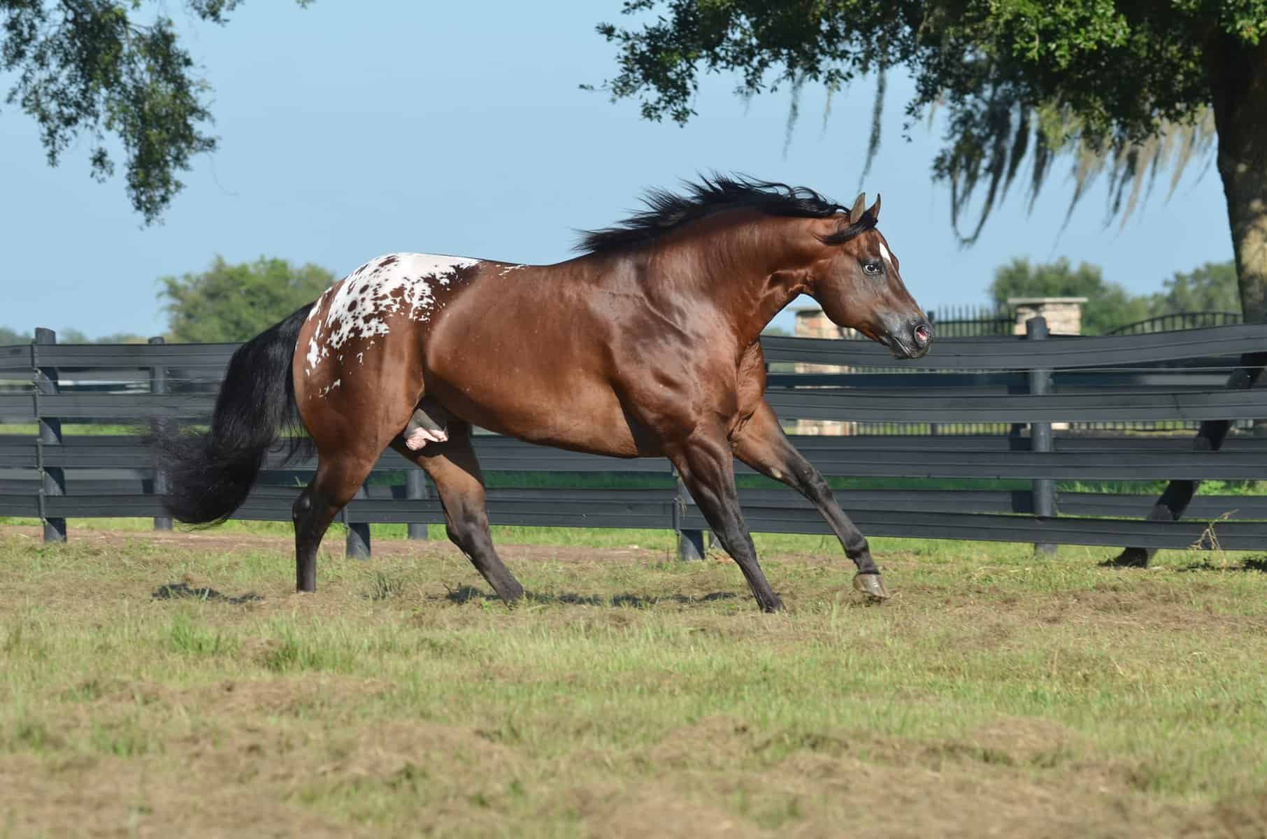 Secret Heir Appaloosa stallion