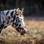 Beautiful young appaloosa horse portrait in the fields