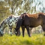 Appaloosa