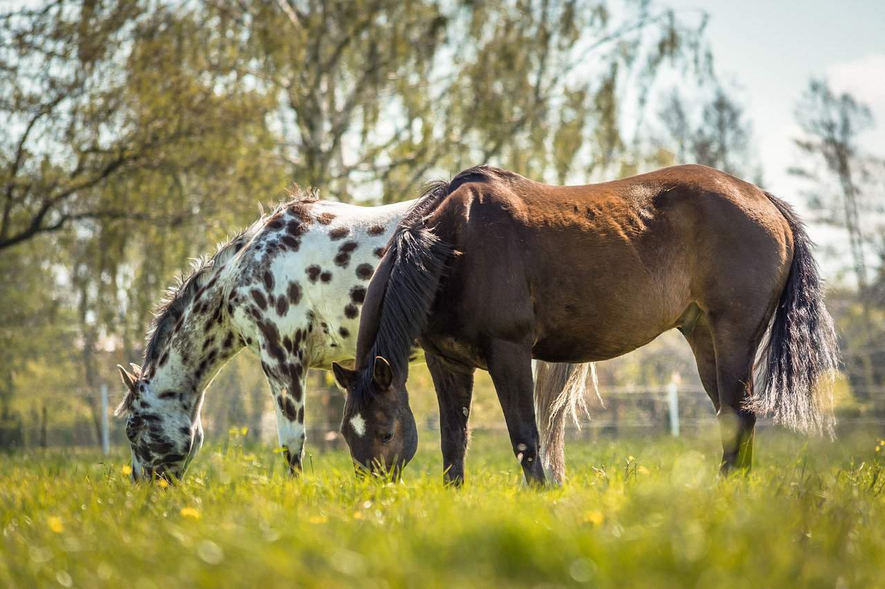Appaloosa