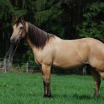 Buckskin
