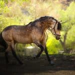 Buckskin Coat Color