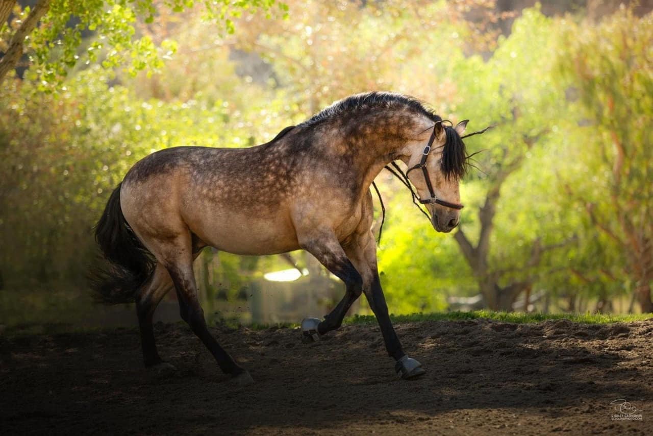 Buckskin Coat Color