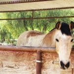 Buckskin Color