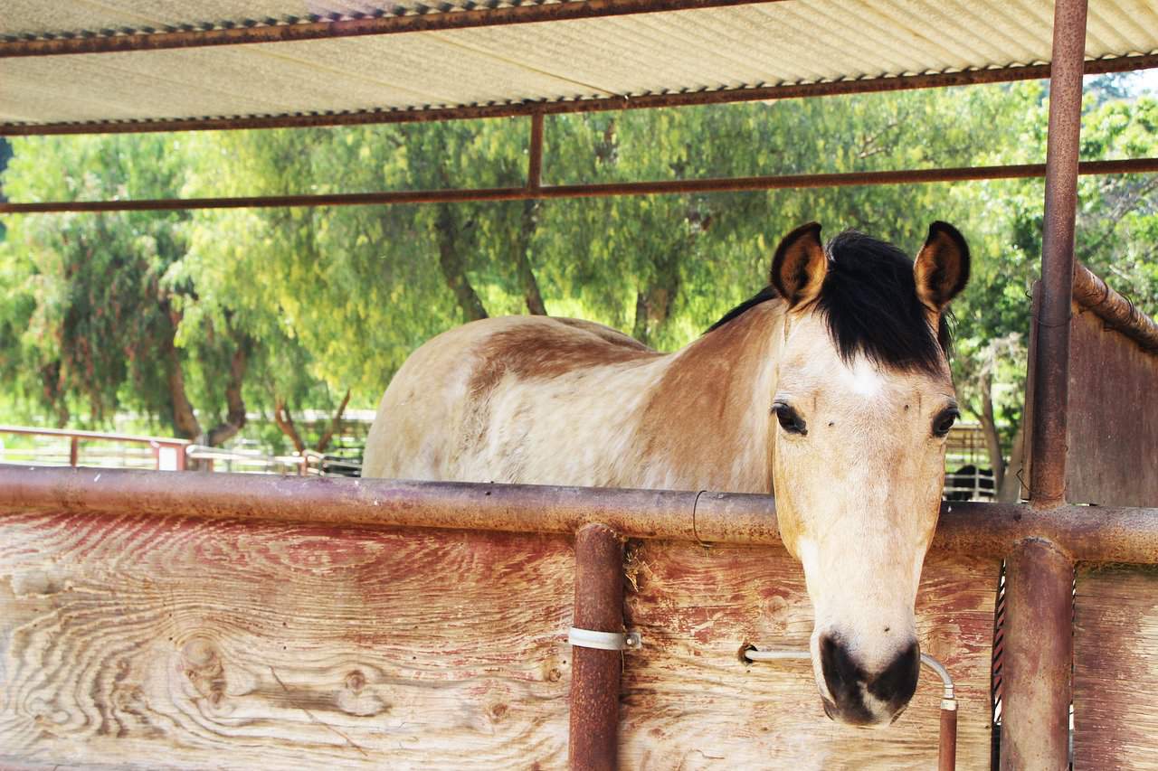 Buckskin Color