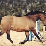 Buckskin Dun Gene