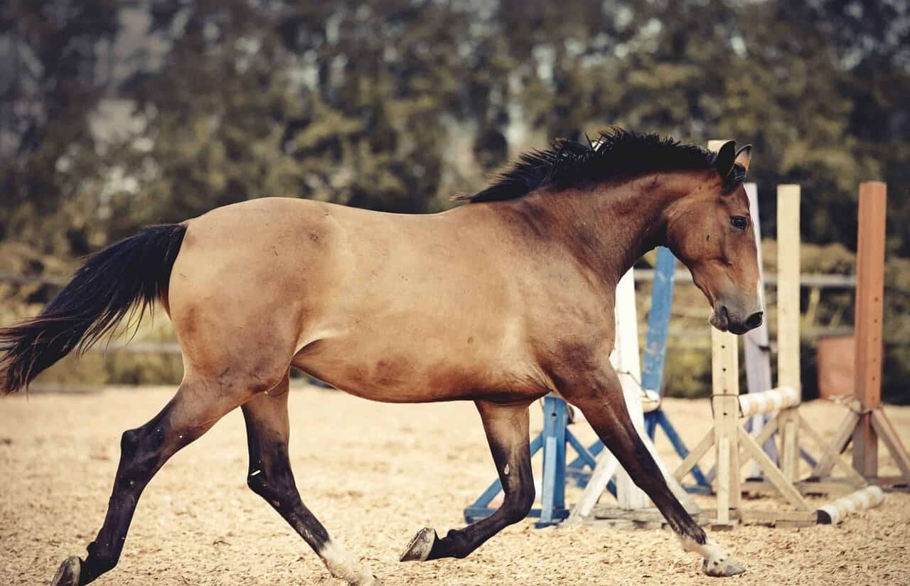 Buckskin Dun Gene