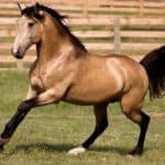 Buckskin Fun