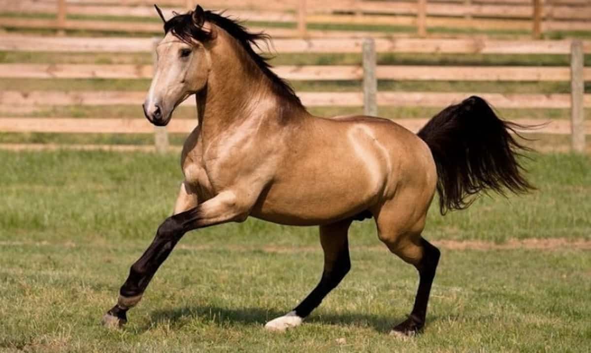Buckskin Fun