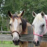 Buckskin Genetics