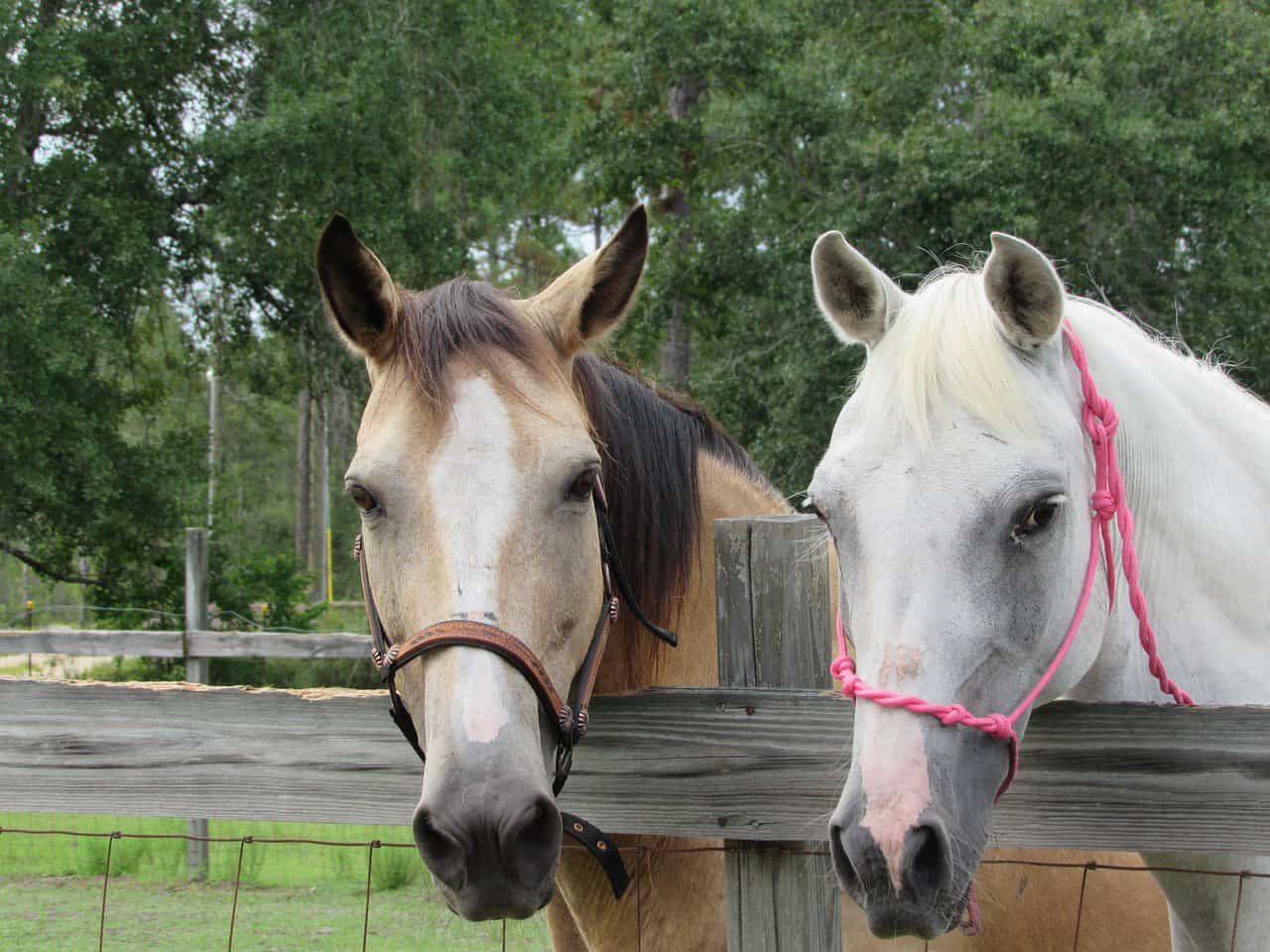 Buckskin Genetics