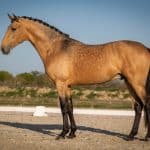 Buckskin Horse