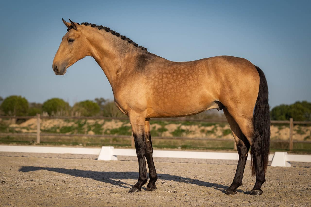 Buckskin Horse
