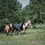 Buckskin Origin