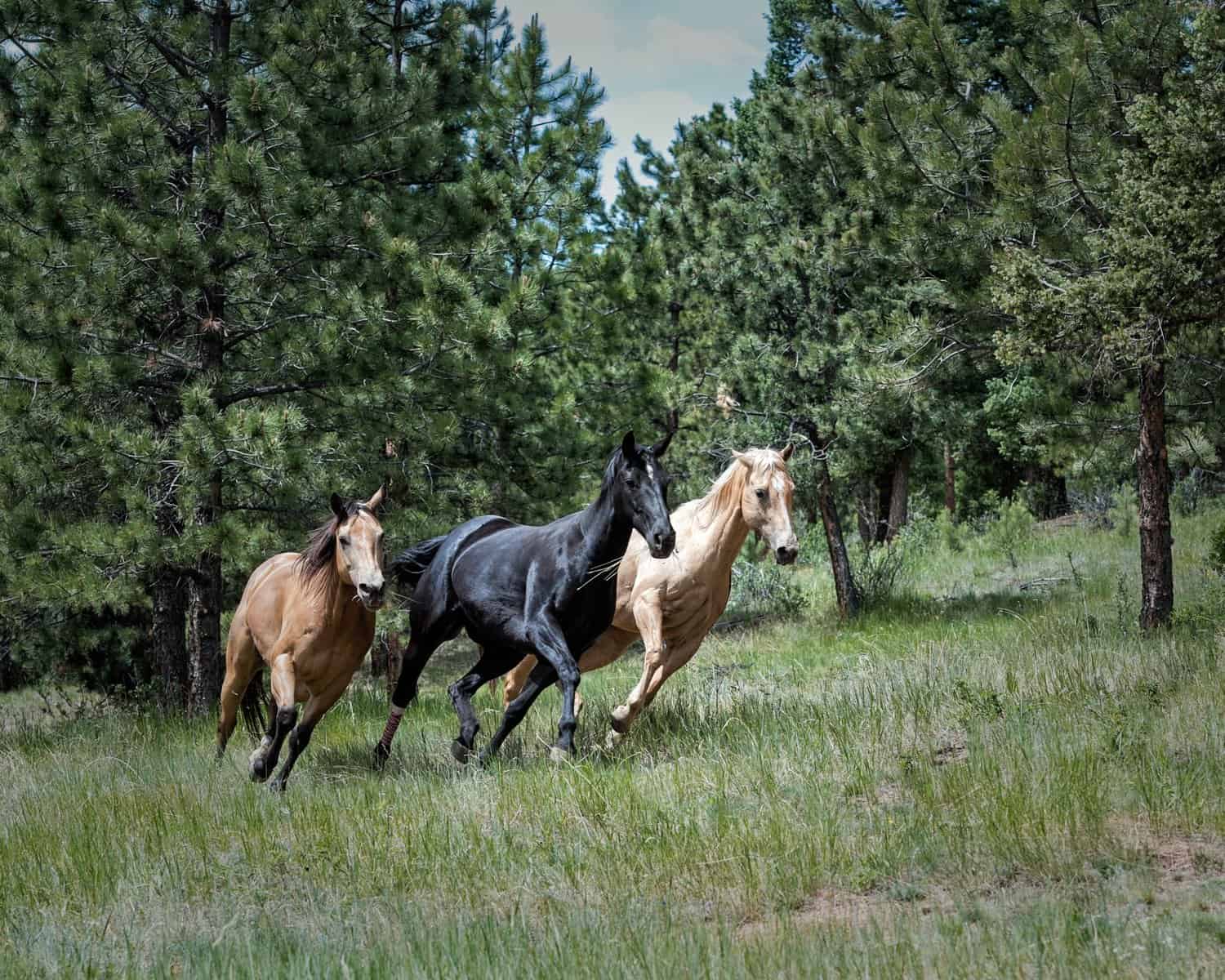 Buckskin Origin