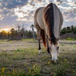 Buckskin Varieties