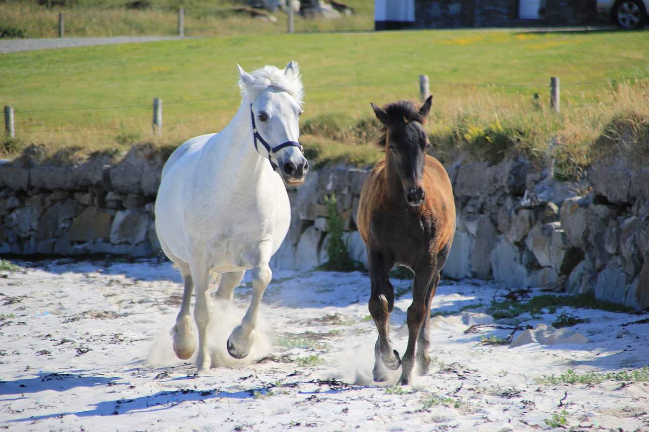 Connemara Health
