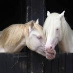 Cremello Horses