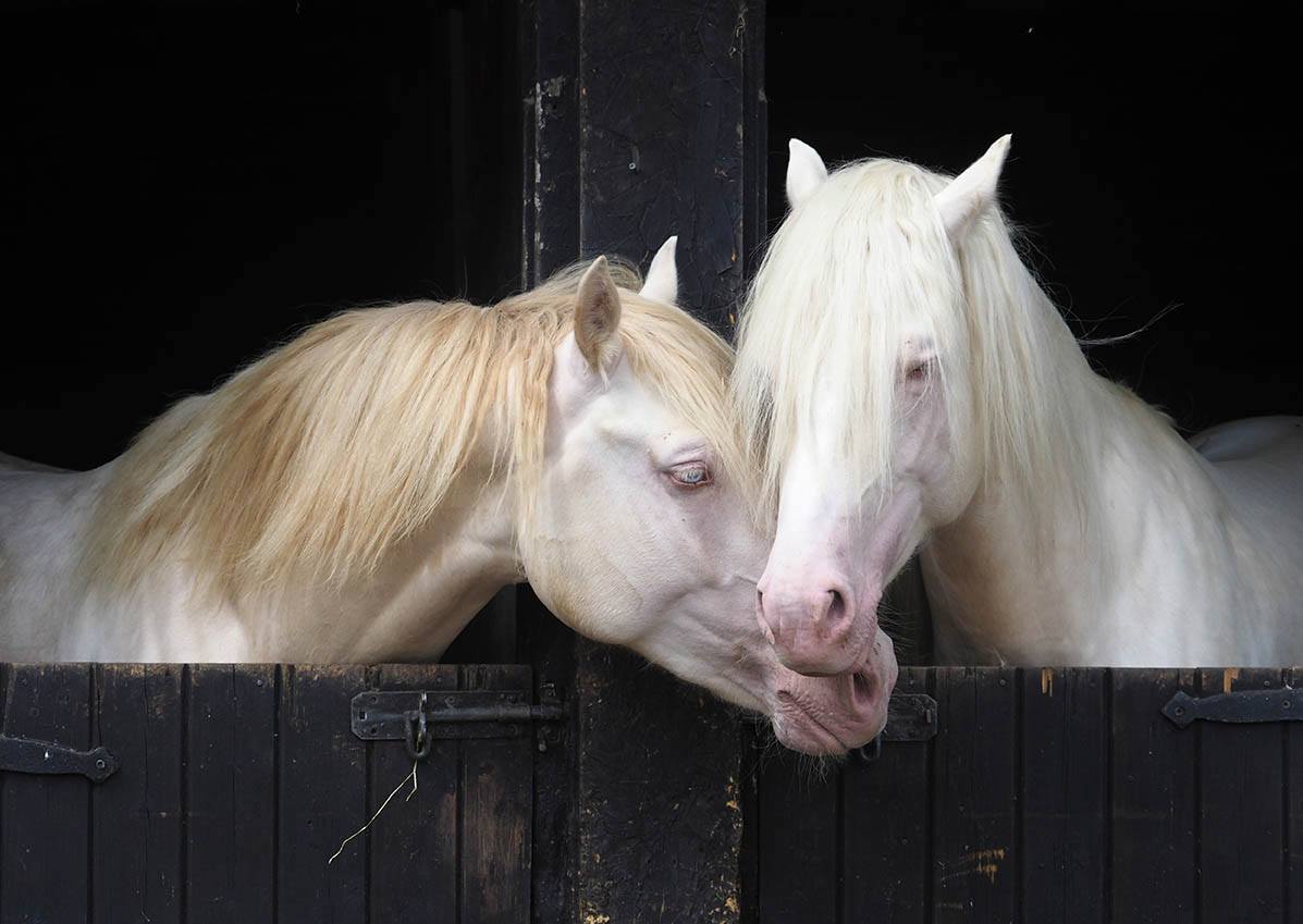 Cremello Horses