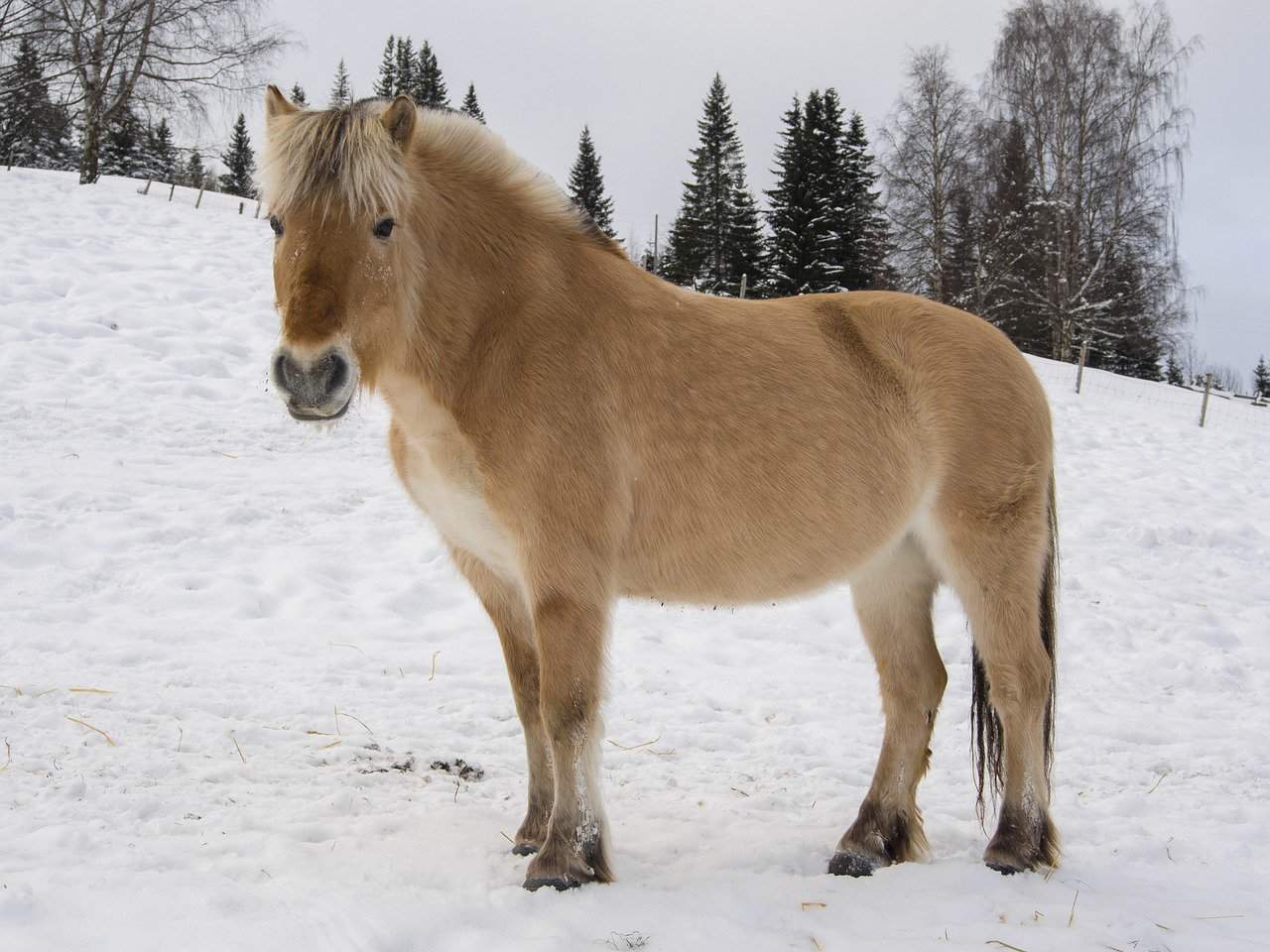 Fjord Appearance