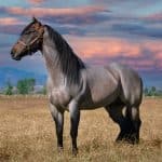 Horse Body Language