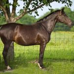 Horse Body Language – Upright Body Posture